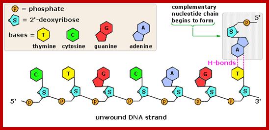 Image result for Synthesis of DNA and RNA nucleotides