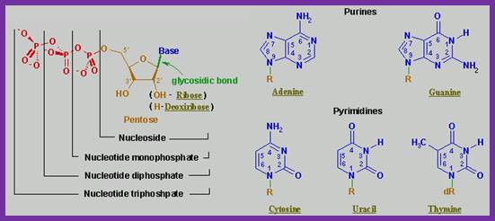 The structure elements of the most common nucleotides