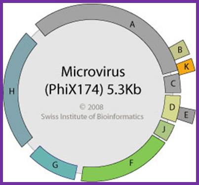 http://education.expasy.org/images/Phix174_genome.jpg