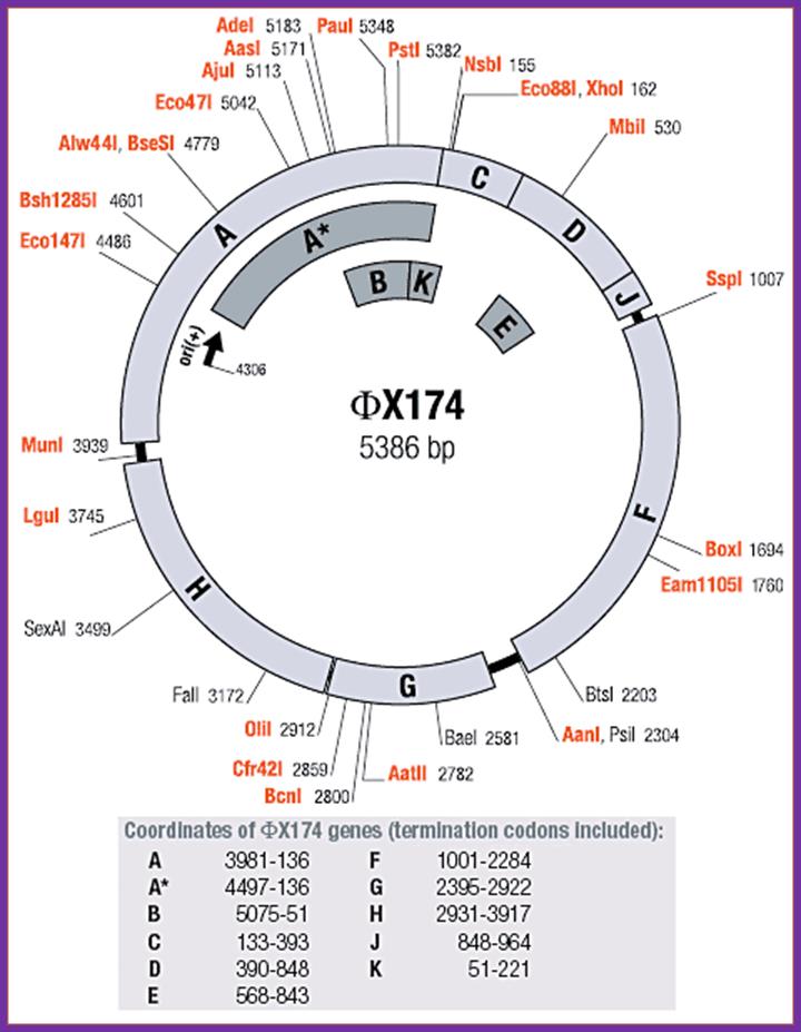 phiX174 plasmid map