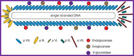 Image result for the organization of capsomeres on ssDNA of M13 phage