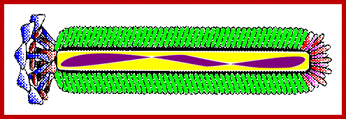 Image result for M13 DNA Replication