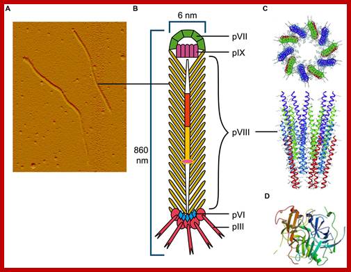 Image result for M13  DNA and proteins assembly into pgage particle