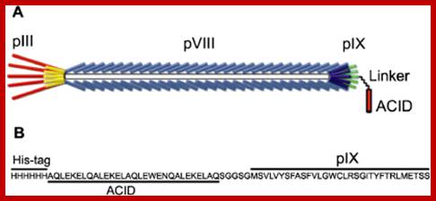 Image result for M13  DNA and proteins assembly into pgage particle