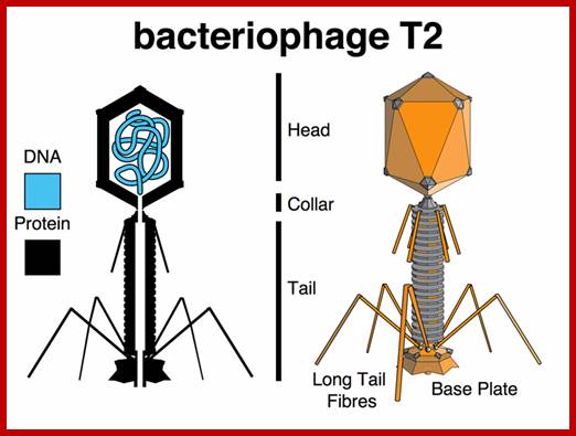 Image result for T2 phages