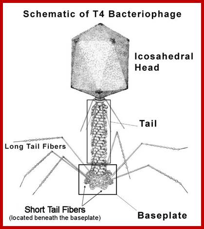 Image result for T4 phages