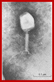 Image result for T7 phages