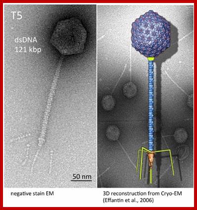 Image result for T5 phage