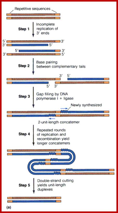 Image result for T7 DNA replication and end to end ligation