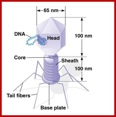 Image result for Lambda phages