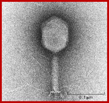 Image result for p2 phages