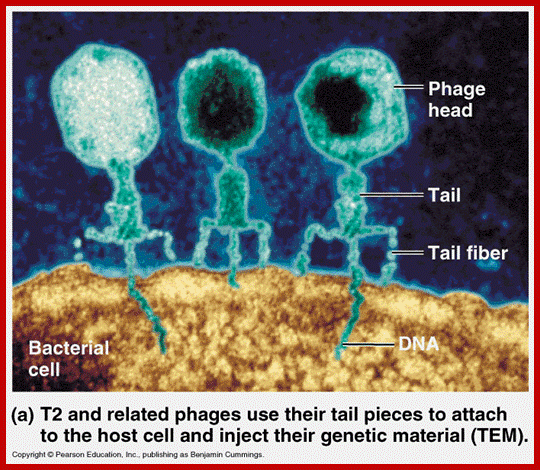 Image result for phages infecting bacterial cells