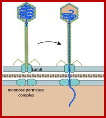 Image result for Lambda phages