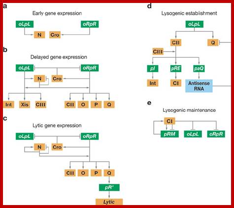 Image result for Phage Lysogeny and lytic circuits