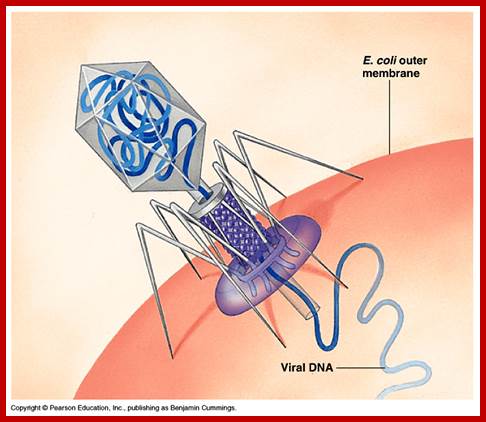 Image result for Lambda Phage DNA injection