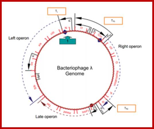 Image result for lambda phage genome map