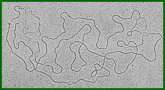 Description: http://www.biochem.wisc.edu/faculty/inman/empics/0017a.jpg