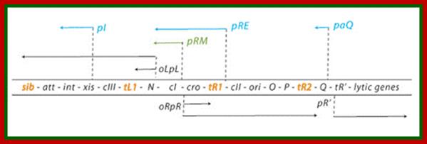 File:Schema regulatorgene.png