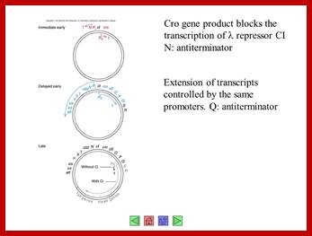 Image result for Lambda phage early and delayed N and cro genes expression