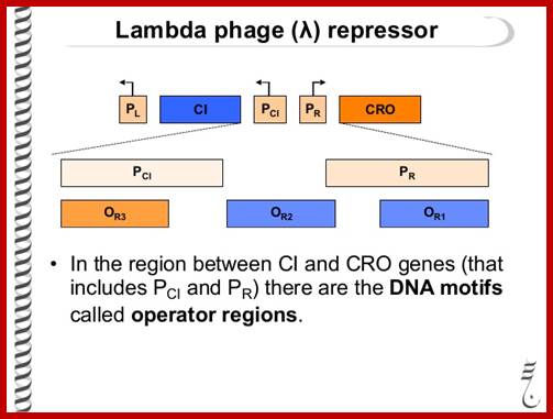 Image result for Lambda Phage DNA- Genes left and right cI gene