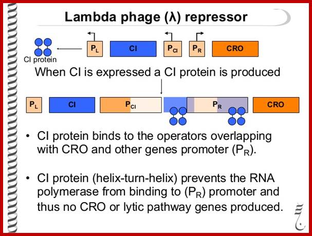 Image result for Lambda Phage DNA- Promoter PR'