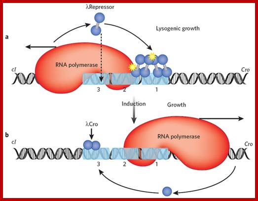 Image result for lambda repressor