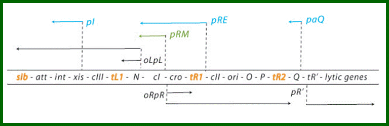 File:Schema regulatorgene.png