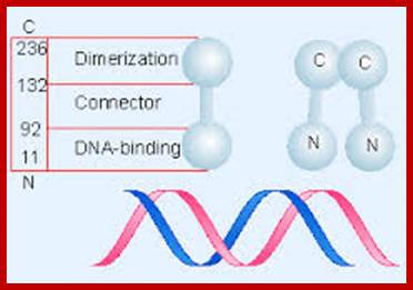 Image result for Lambda Phage repressor domains