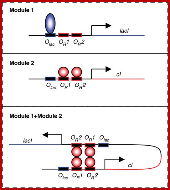 Image result for Lambda gene regulation and regulators