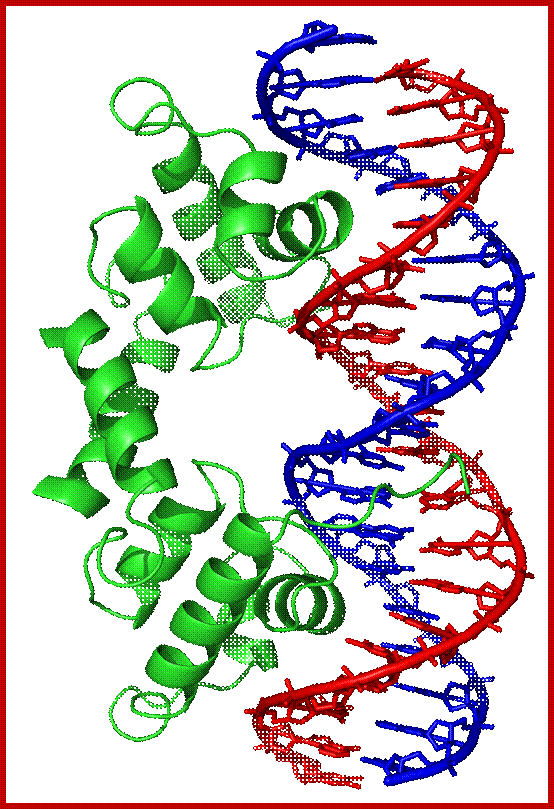 Image result for Lambda-repressor bound to DNA