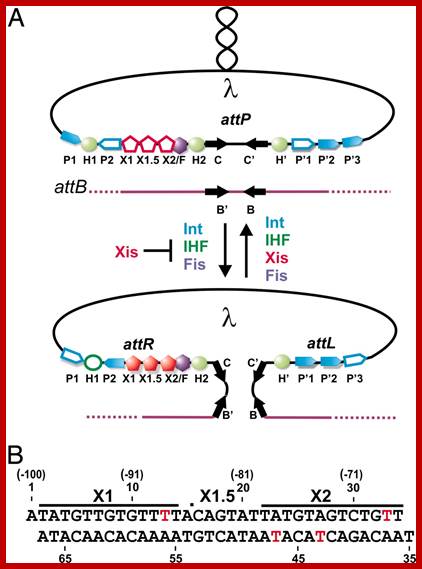 Description: http://www.pnas.org/content/104/7/2109/F1.large.jpg