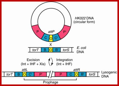 Image result for lambda phage integration/ excision