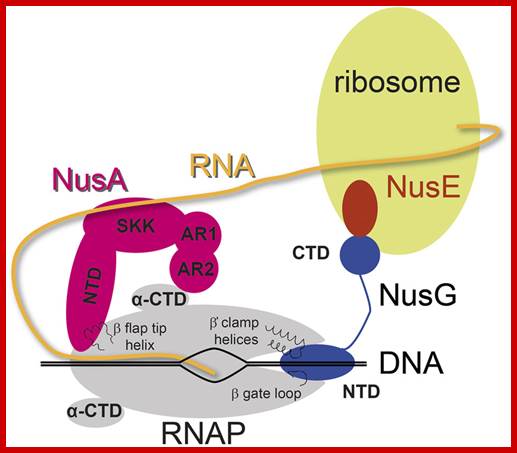 Image result for Lambda gene expression by RNA polymerase