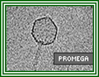 Packagene Lambda DNA Packaging System From Promega