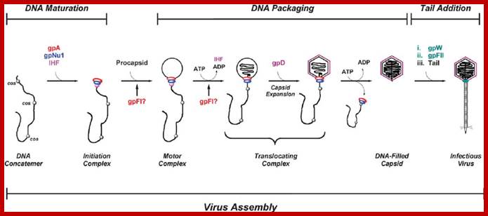 Figure 1. Lambda virus development. The terminase enzyme (composed of gpA and gpNu1 subunits) and E. coli integration host factor (IHF) cooperatively assemble at a cos site in a DNA concatemer and prepare the end for packaging (DNA maturation). This involves symmetric nicking of the duplex at the cosN subsite followed by separation of the strands by the nuclease and helicase activities of terminase, respectively. Strand separation is powered by ATP hydrolysis (not shown in the Figure). The resulting initiation complex binds to the portal, a ring-like structure situated at a unique vertex of an empty procapsid, to complete the packaging motor. Fueled by ATP hydrolysis, the motor translocates viral DNA into the procapsid (DNA packaging). The viral gpFI protein modulates motor assembly and/or the transition to the translocating complex. DNA packaging triggers a procapsid expansion process, and the viral gpD protein adds to the surface of the expanded capsid, presumably to stabilize this structure. The packaging motor continues to package DNA until it encounters the next cos site in the concatemer, which represents the end of the viral genome. Having filled the capsid with DNA to near-liquid crystalline density, terminase again cuts the duplex and strand separation disengages the DNA-filled capsid to complete the packaging process. Strand separation is powered by the hydrolysis of ATP. The viral gpW protein adds to the portal to prevent DNA release, followed by gpFII and a pre- assembled tail to complete the virion (tail addition). We refer to the entire process, DNA maturation, DNA packaging and tail addition, as the virus assembly reaction. 
                