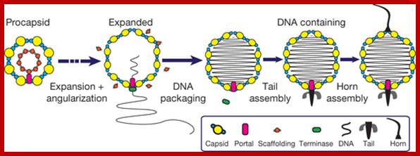 Phage assembly model revealed by ZPC cryoET.