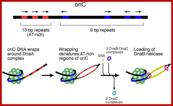 Image result for DNA replication OriC