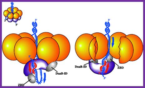 http://www.mun.ca/biochem/courses/3107/images/primase_model.gif