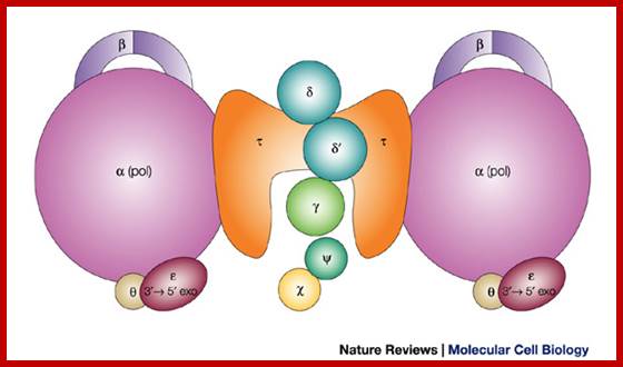 The 3|[prime]||[ndash]|5|[prime]| exonucleases