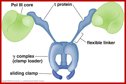 Image result for E.coli DNA Polymerase-Clamp Loader