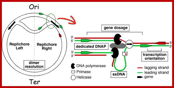 replication fork