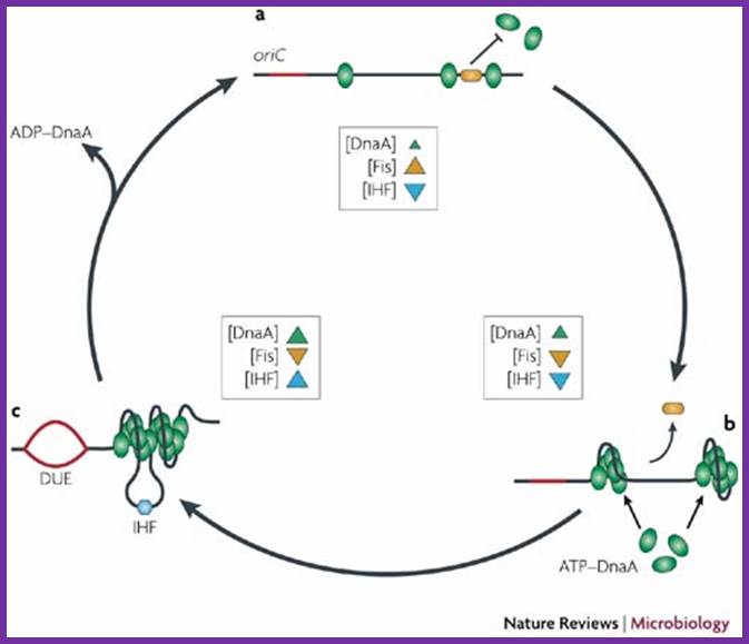 DNA replication initiation: mechanisms and regulation in bacteria