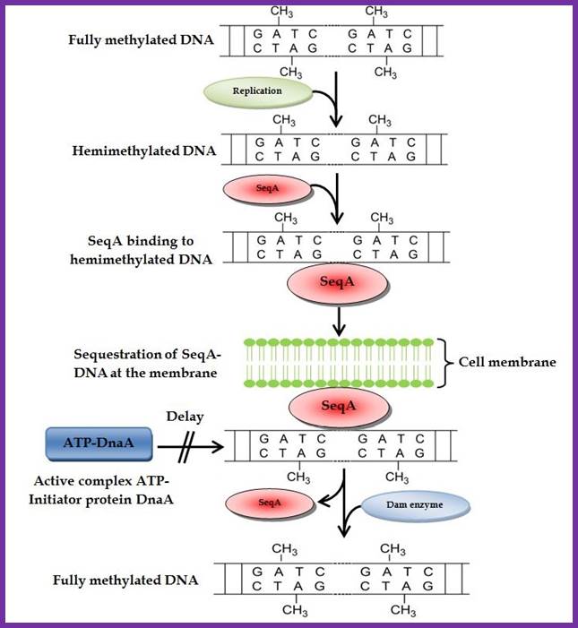 Methylation And Sequestration The Mechanisms Dna Replication