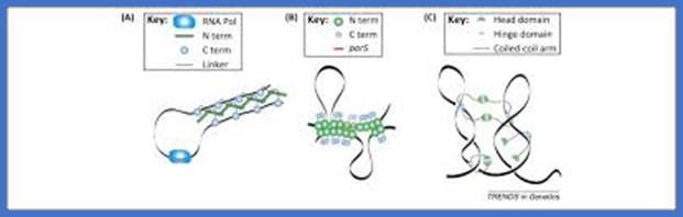 Image result for bacterial nucleoid dna folding with nap proteins