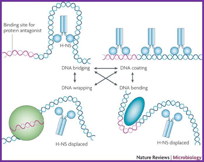 Bacterial nucleoid-associated proteins, nucleoid structure and gene expression