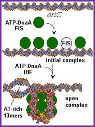 Image result for ATP-DNA Fis Binds at Ori C of circular DNA and DNA wraps around the proteins