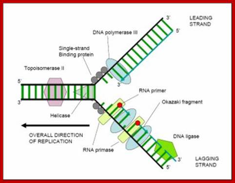 Image result for bacterial replication fork diagram