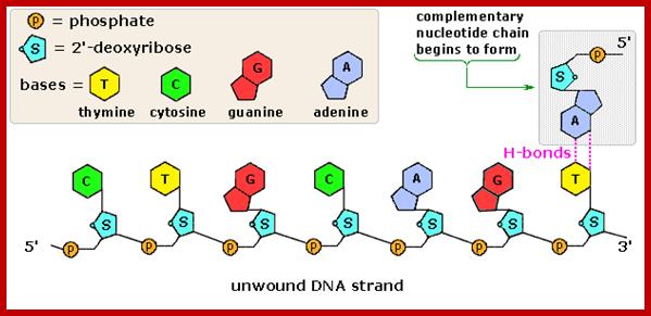 Image result for dna Replication -with elongation of a strand with from 5' to 3 prime