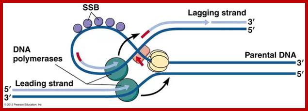 Image result for show how leading and lagging strand are copied simultaneously.