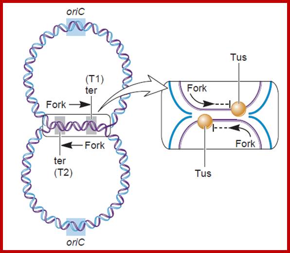 Image result for GATC sequences in prokaryote DNA